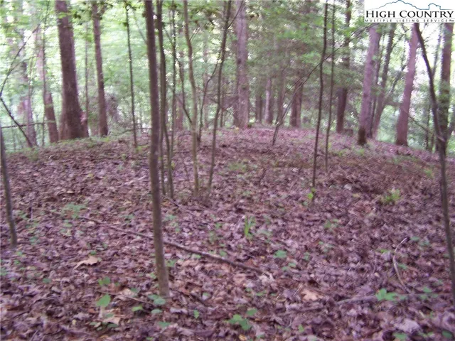 a view of backyard with trees