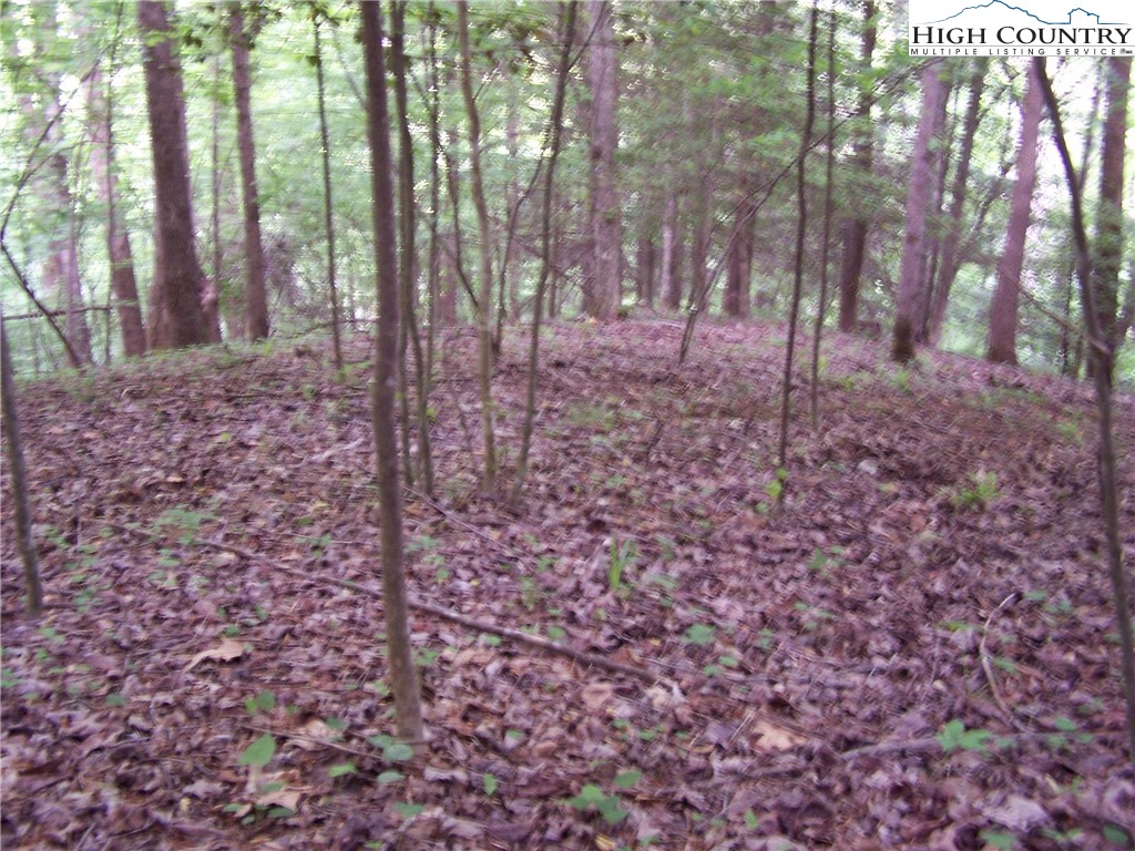 a view of backyard with trees