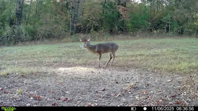 a view of a yard in a forest
