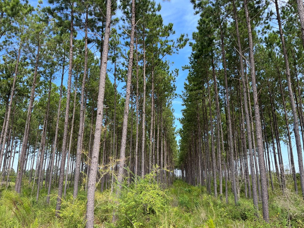 . Pea Market Road Columbia, AL 36319 - Photo 6 of 6