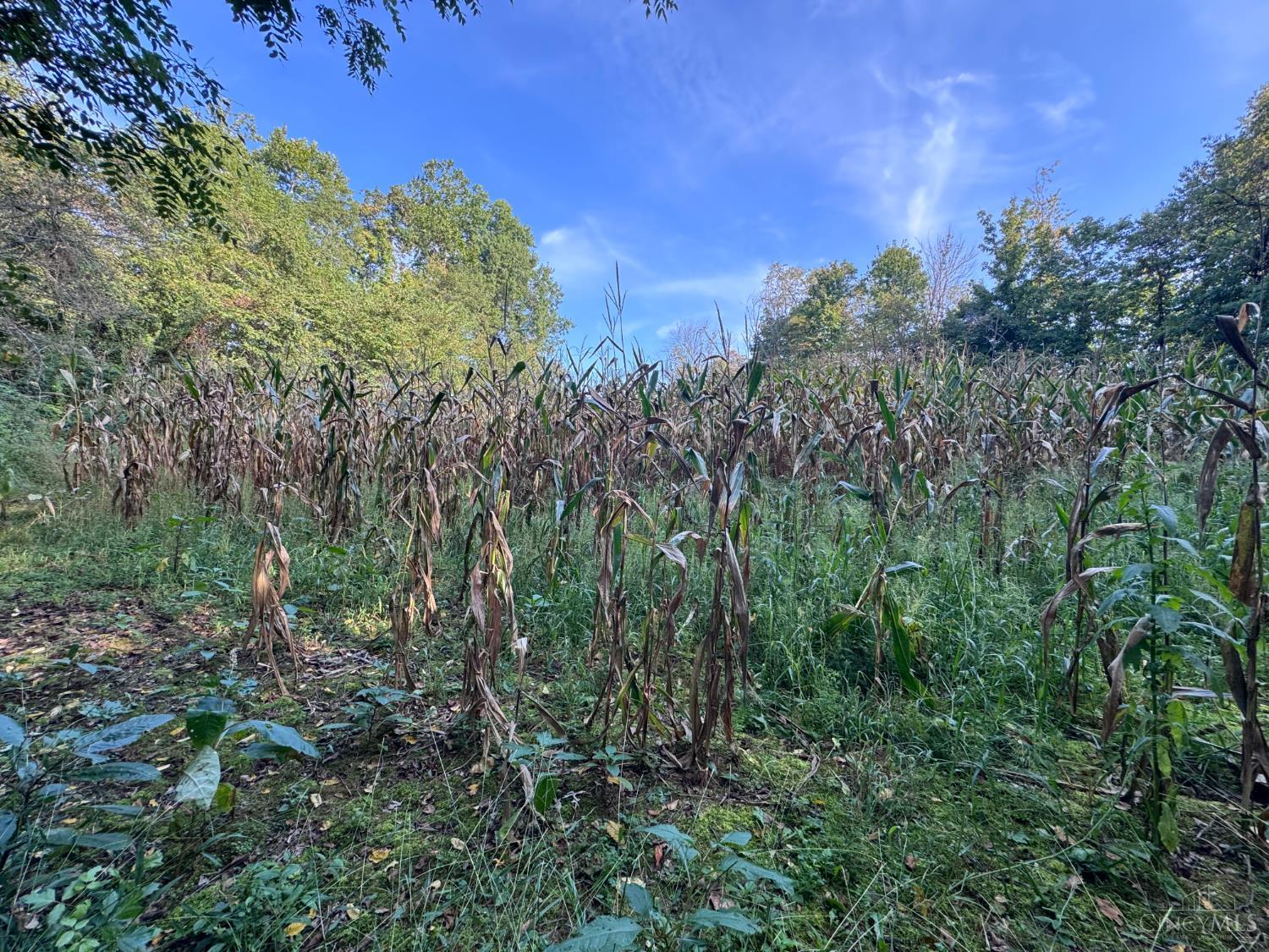 0 Swope Road Bethel, OH 45106 - Photo 10 of 38 Gallery Image 10