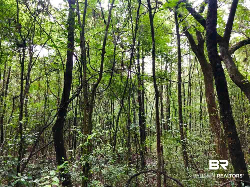 9608 North Bentley Road Creola, AL 36525 - Photo 11 of 14