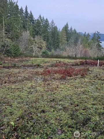 a view of a field with trees in the background