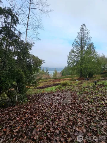 a view of a field with plants and trees