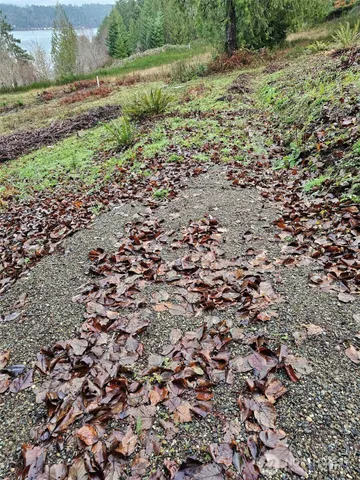 a view of a field with plants and trees