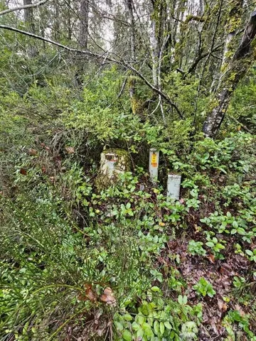 a view of a lush green forest