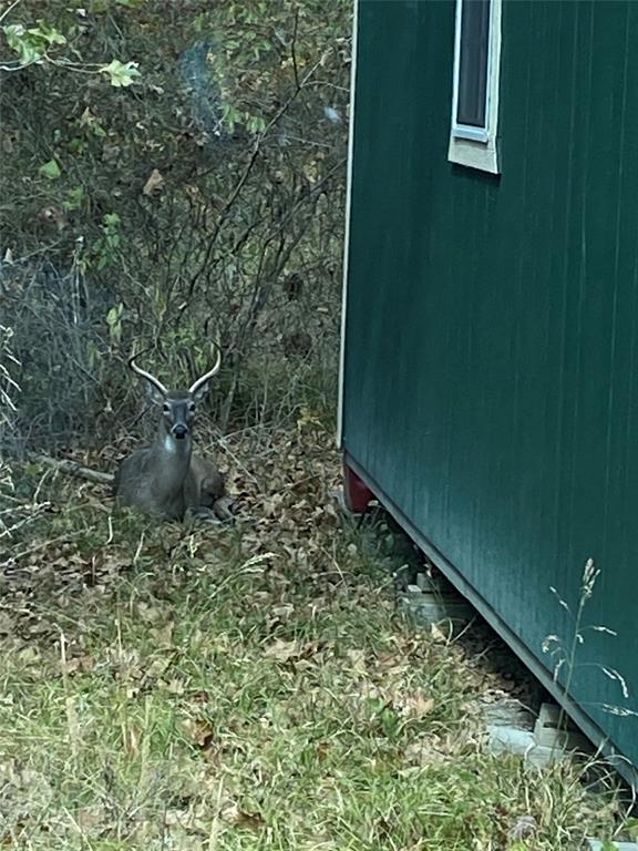 3543 County Road 3543 Saltillo, TX 75478 - Photo 8 of 13 VISITING BUCK AT CABIN