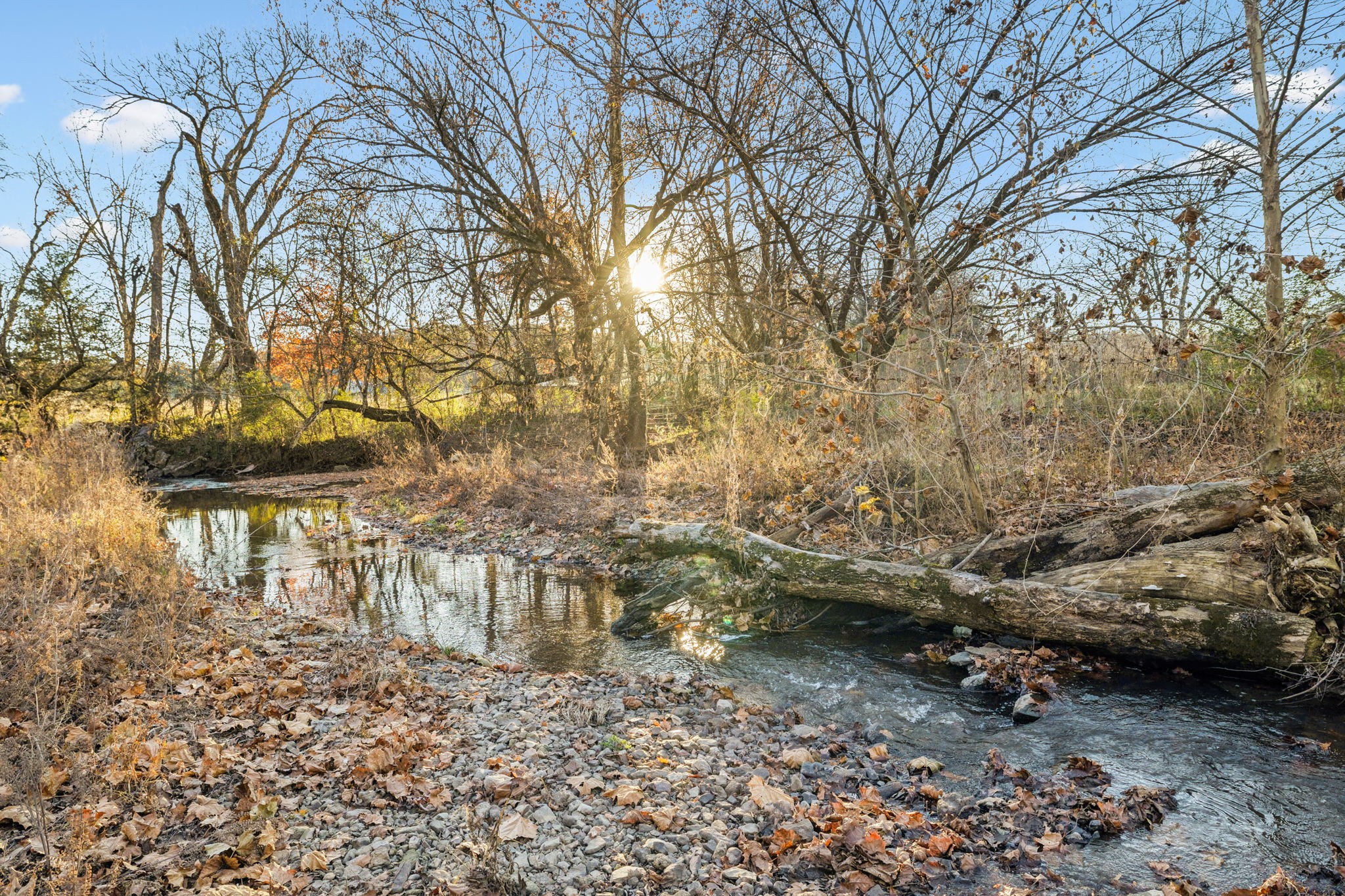 a view of a yard with plants and large trees