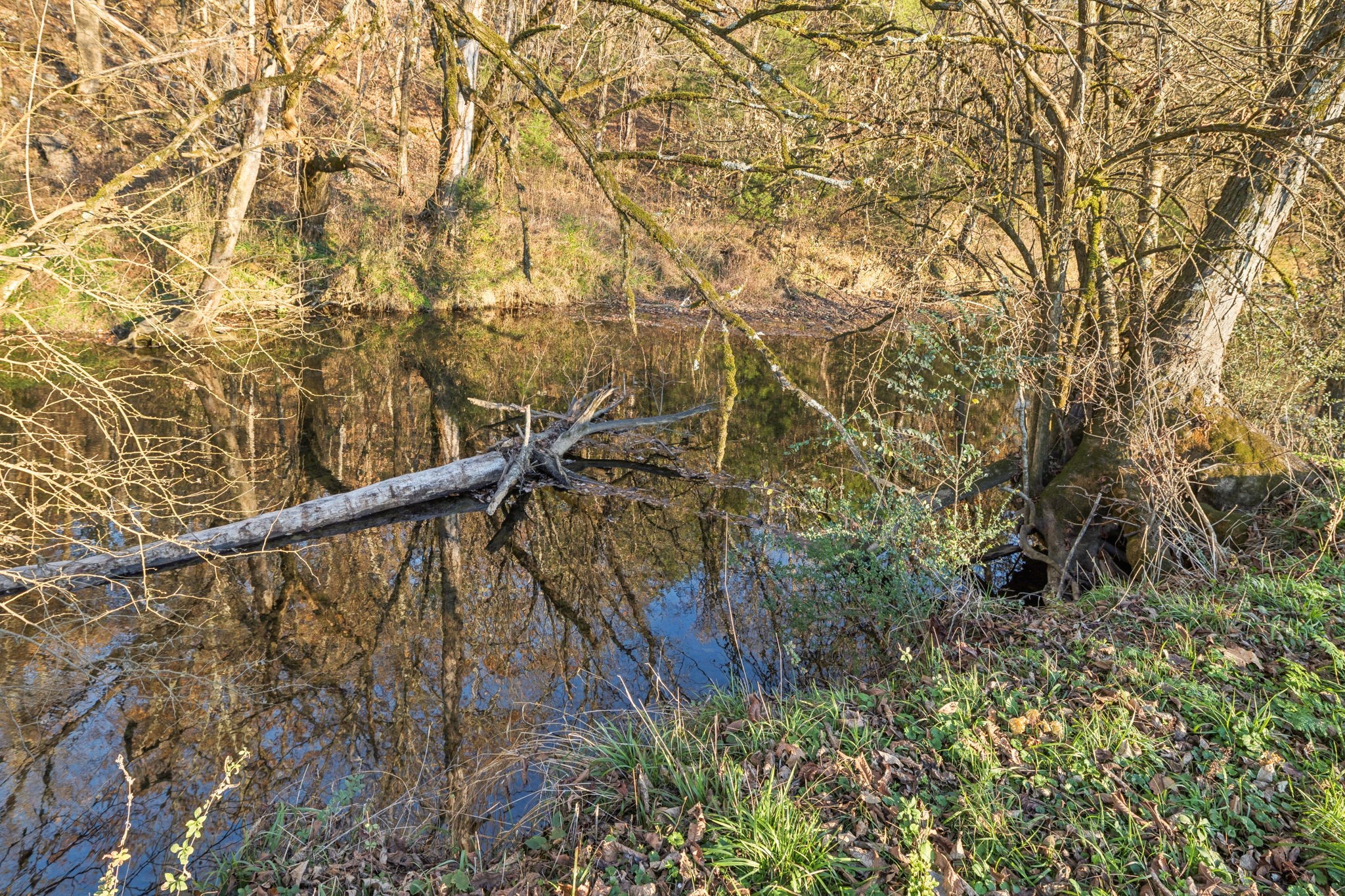 2098 Charity Road Fayetteville, TN 37334 - Photo 7 of 43 a view of a yard with a tree