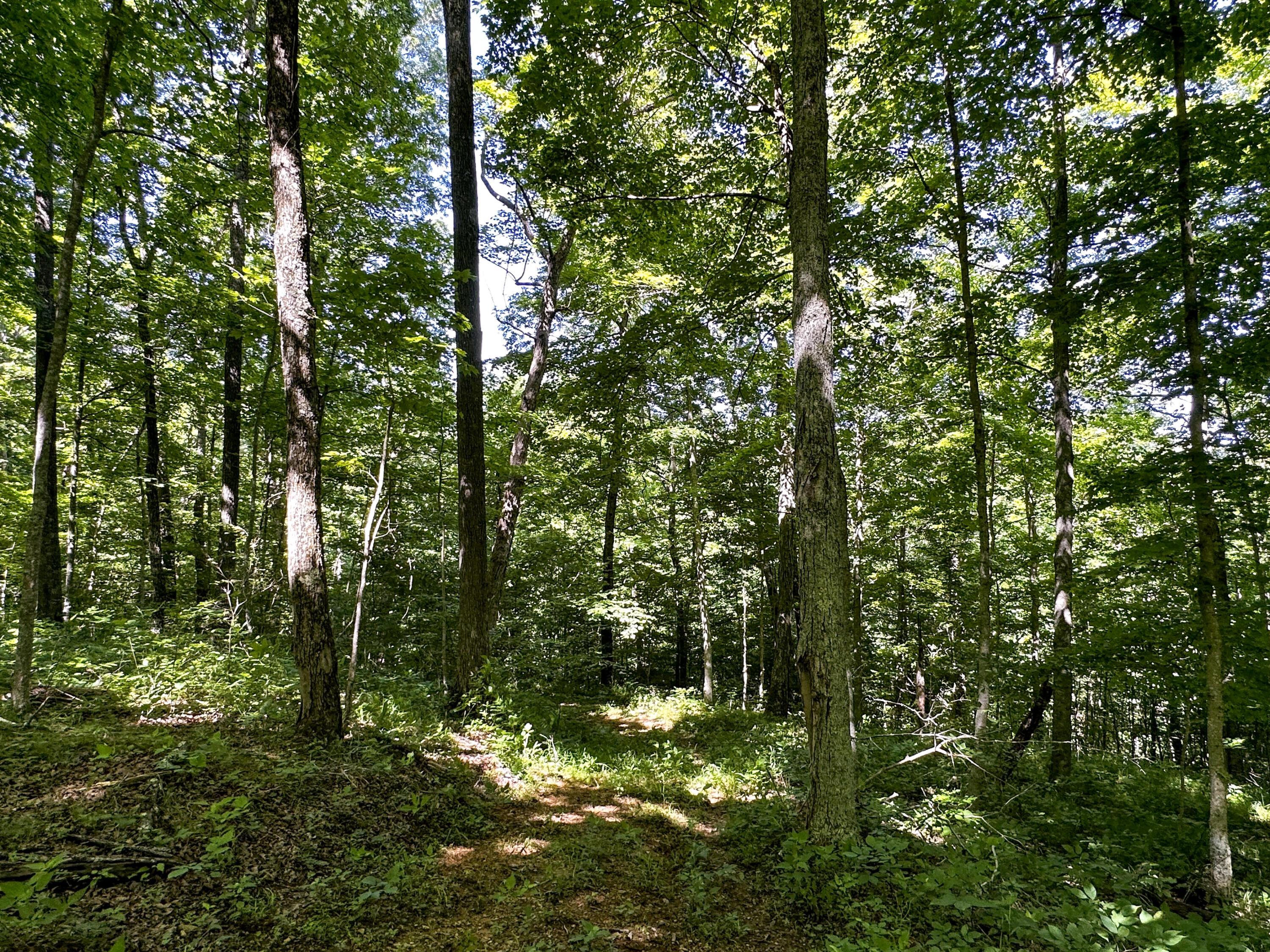 1725 Hull Road, Unit TRACT 4 WOODS WAYNE FOREST) Patriot, OH 45658 - Photo 43 of 45 20240607_150635824_iOS