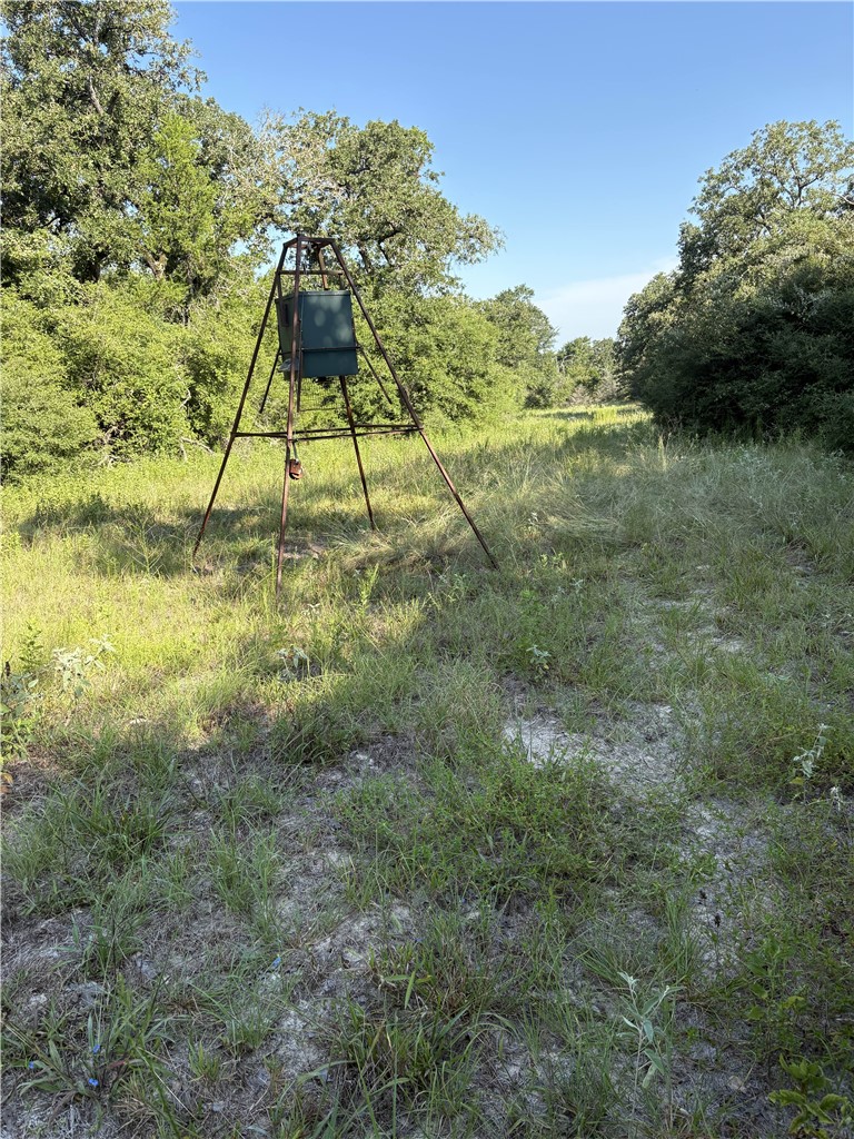 Tbd Kelley Lane Calvert, TX 77837 - Photo 9 of 17 a view of yard