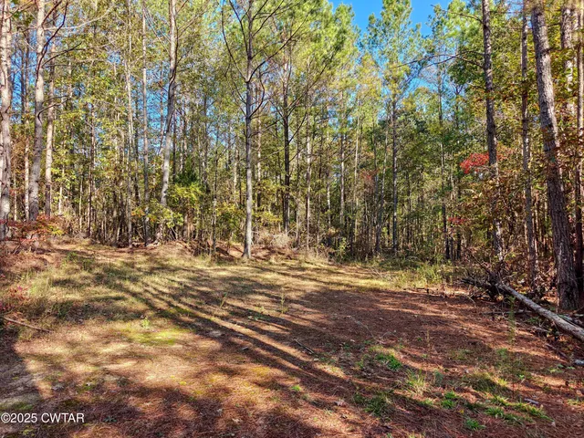a view of a yard with a tree
