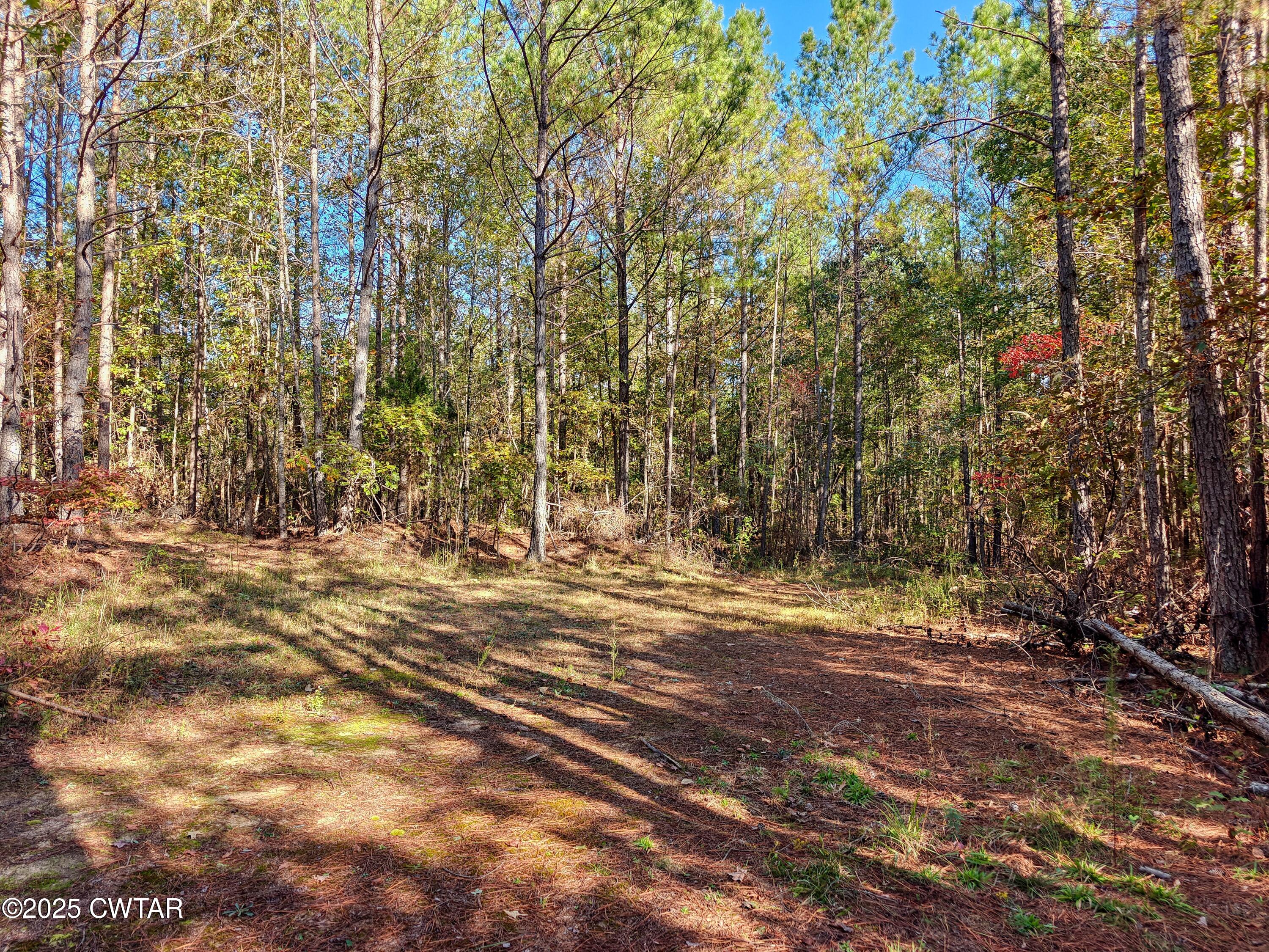 0 Cavia Road Westport, TN 38387 - Photo 6 of 9 a view of a yard with a tree