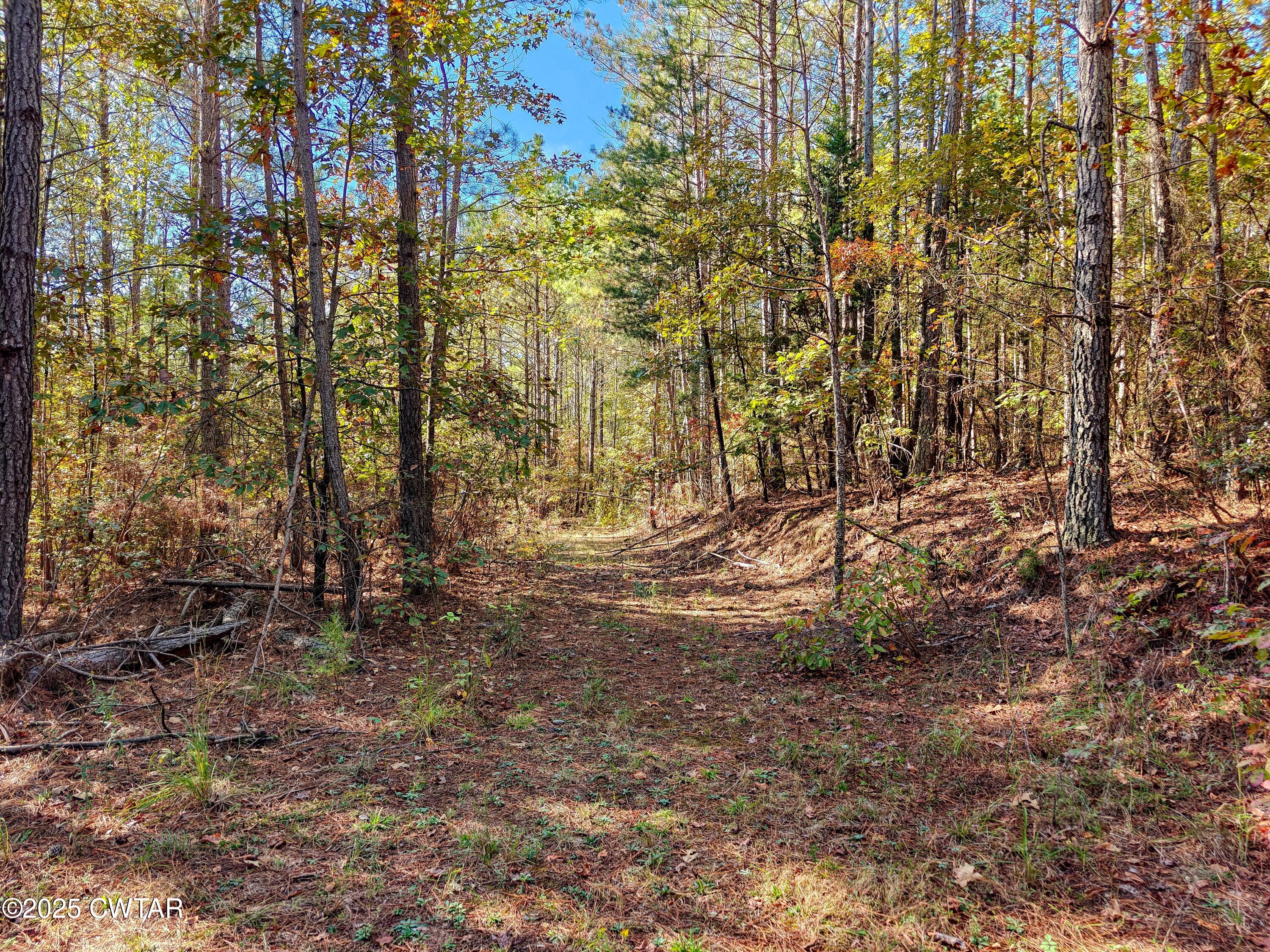 0 Cavia Road Westport, TN 38387 - Photo 7 of 9 a view of yard