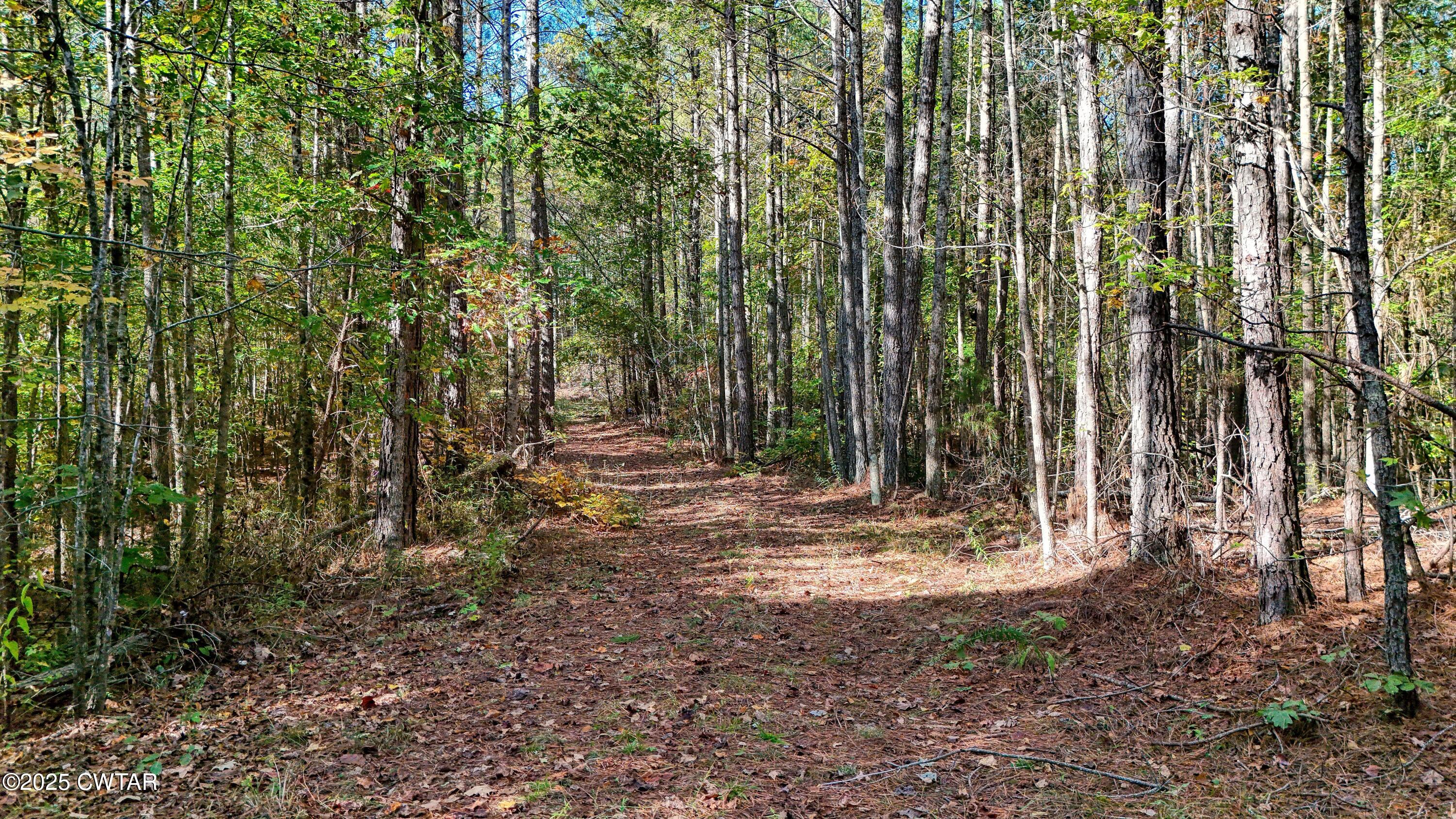 0 Cavia Road Westport, TN 38387 - Photo 8 of 9 a view of outdoor space with trees