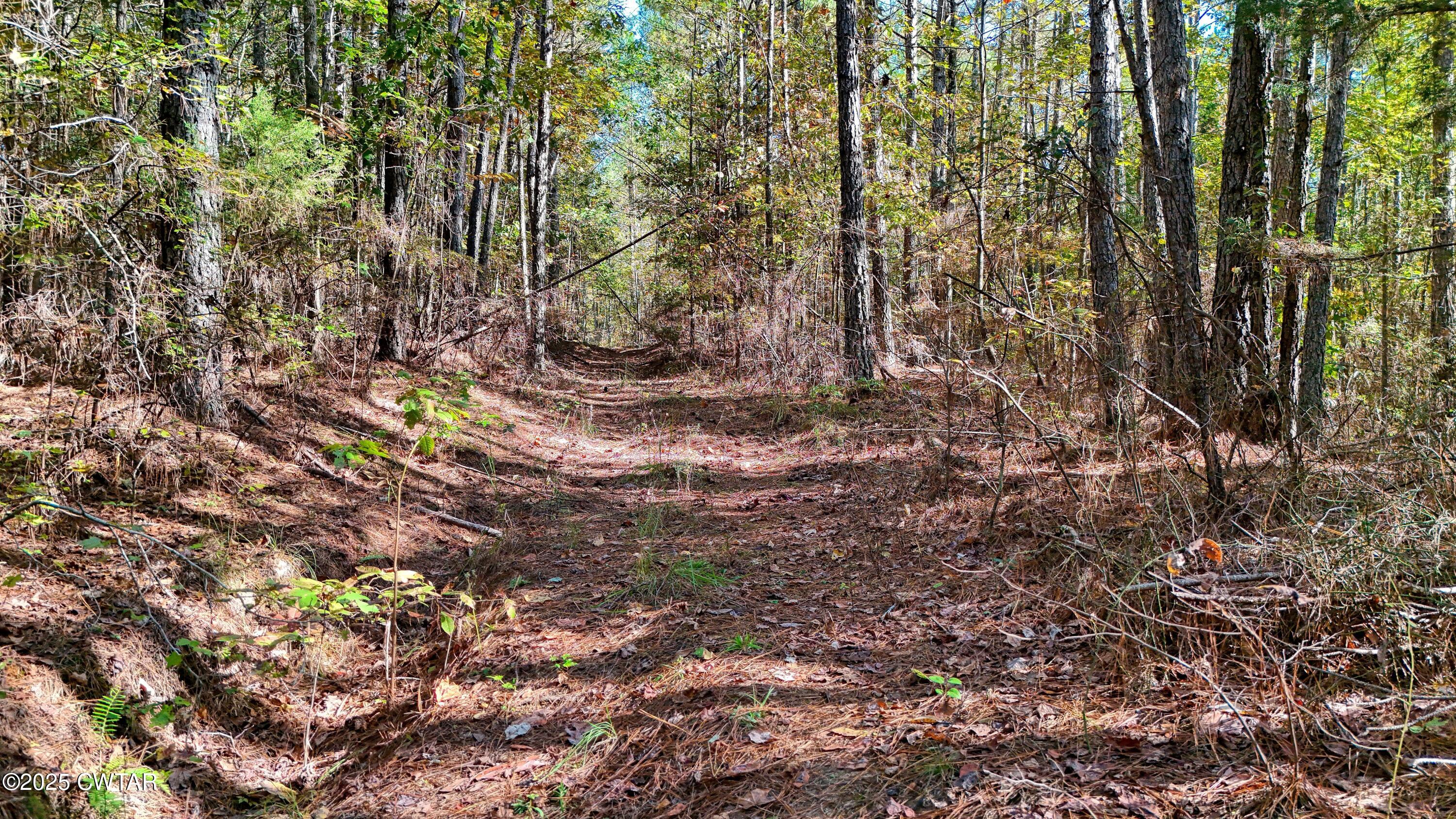 0 Cavia Road Westport, TN 38387 - Photo 9 of 9 a view of forest
