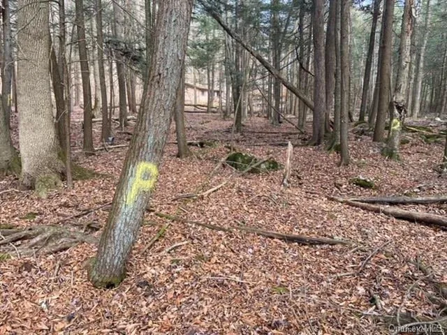 a view of a backyard with large trees