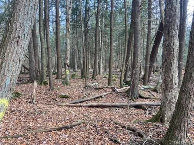 a view of a backyard with potted plants and large trees