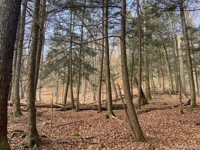 a view of a backyard with trees