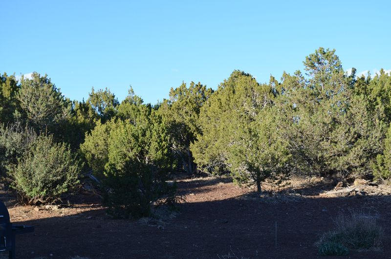2313 East Fir Road Williams, AZ 86046 - Photo 15 of 38 fir 039