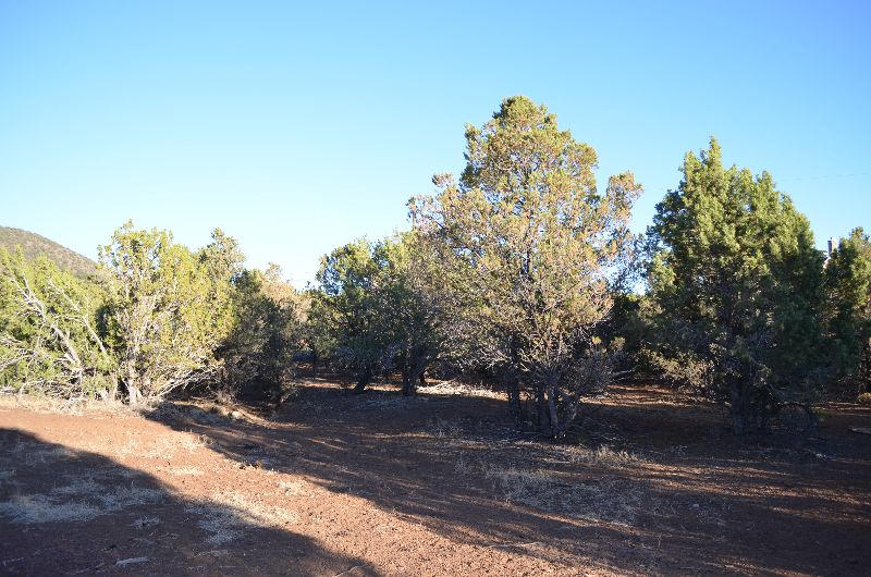 2313 East Fir Road Williams, AZ 86046 - Photo 16 of 38 fir 040