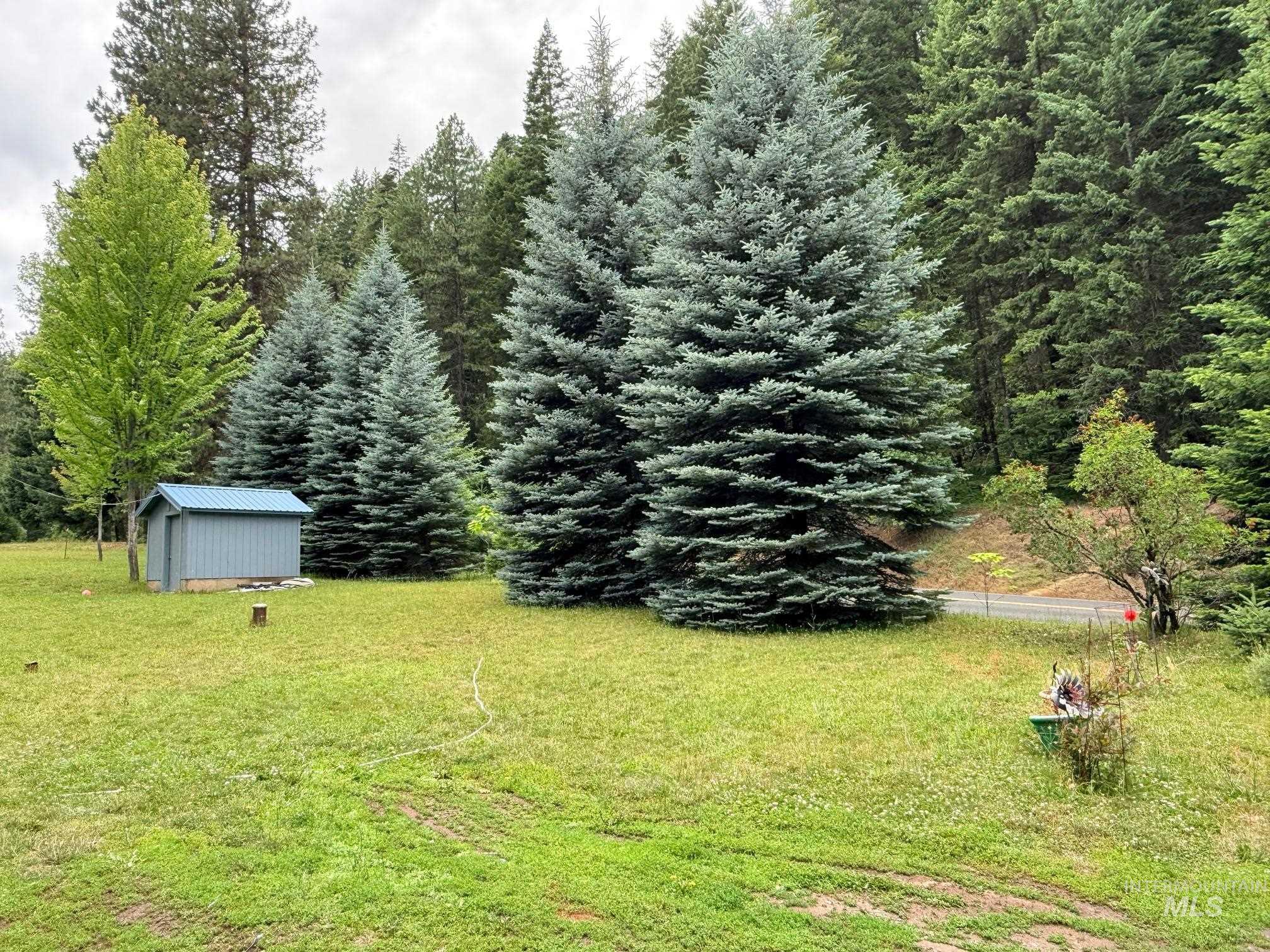 5742 Grangemont Road Orofino, ID 83544 - Photo 15 of 25 Spacious grassy area featuring a blue storage shed with a metal roof, mature evergreen trees, and a backdrop of dense woodland