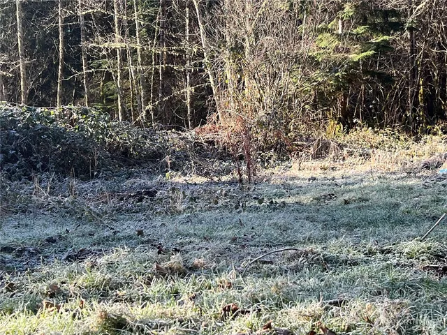 a view of a yard with plants and trees
