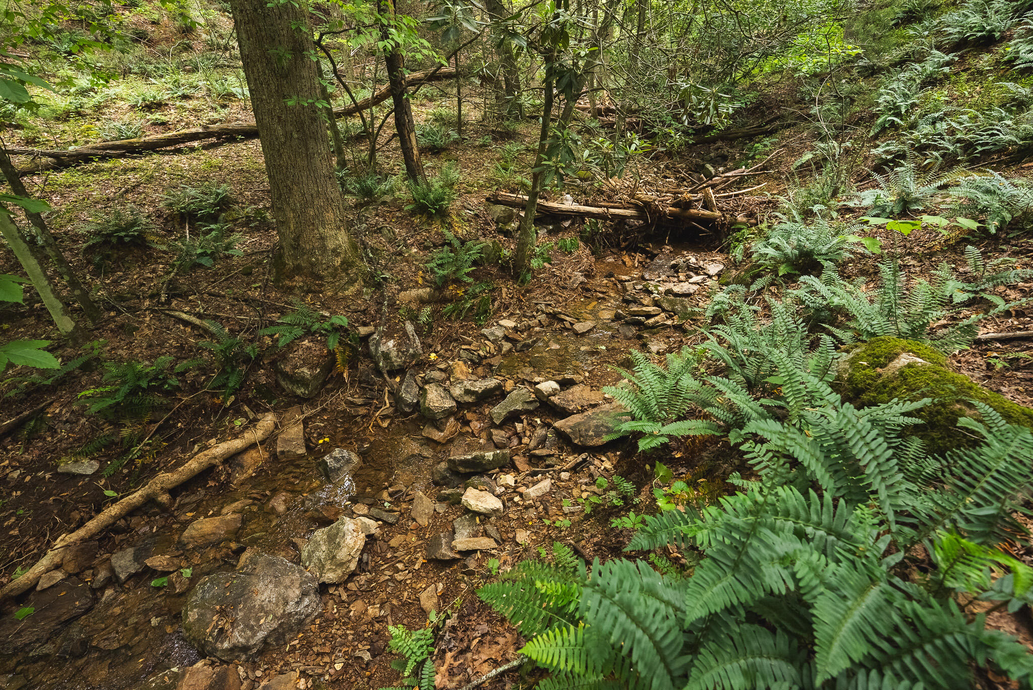 Tbd Macks Mountain Road Northwest Indian Valley, VA 24105 - Photo 22 of 45 DSC01602