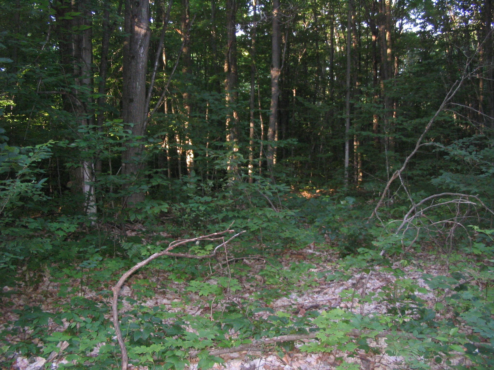 Parcel B Wolf Road Frederic, MI 49733 - Photo 5 of 6 Gallery Image 5