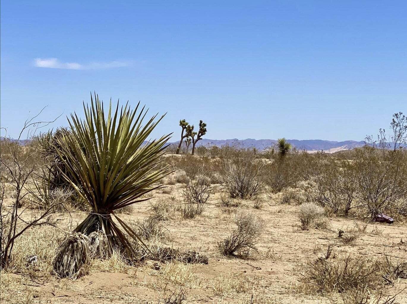 205 Old Woman Springs Road Yucca Valley, CA 92284 - Photo 25 of 33 a view of a dry yard with a tree