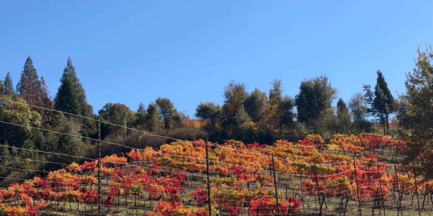 7201 Happy Valley Road Somerset, CA 95684 - Photo 5 of 75 Rolling vineyards showcasing vibrant red and orange foliage last year in October.