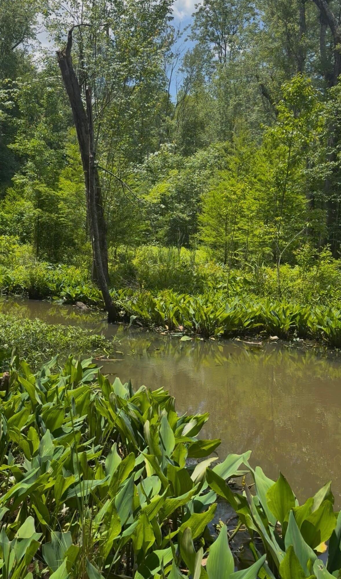 0 Gardenia Road Blackville, SC 29817 - Photo 1 of 9