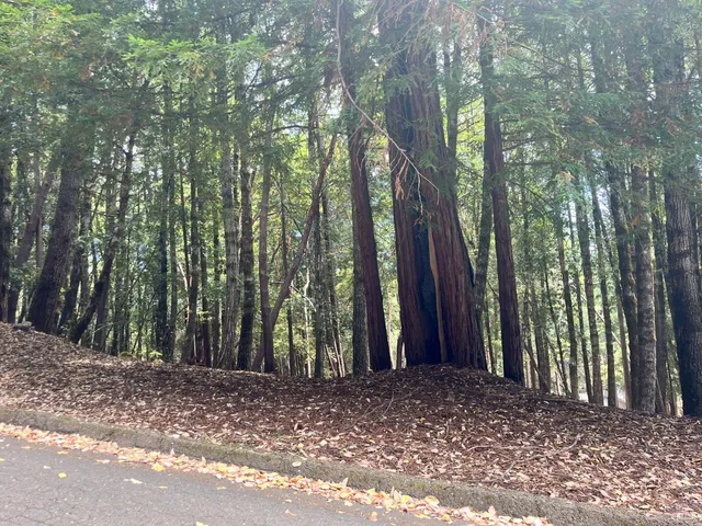 a view of a backyard with trees