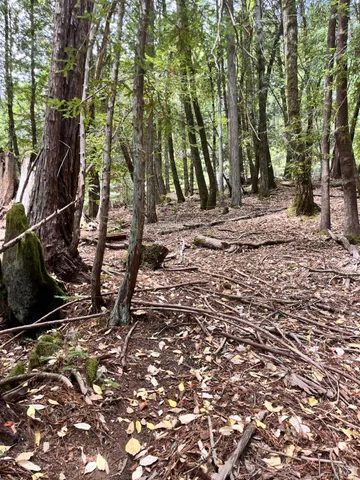 a view of backyard space and trees