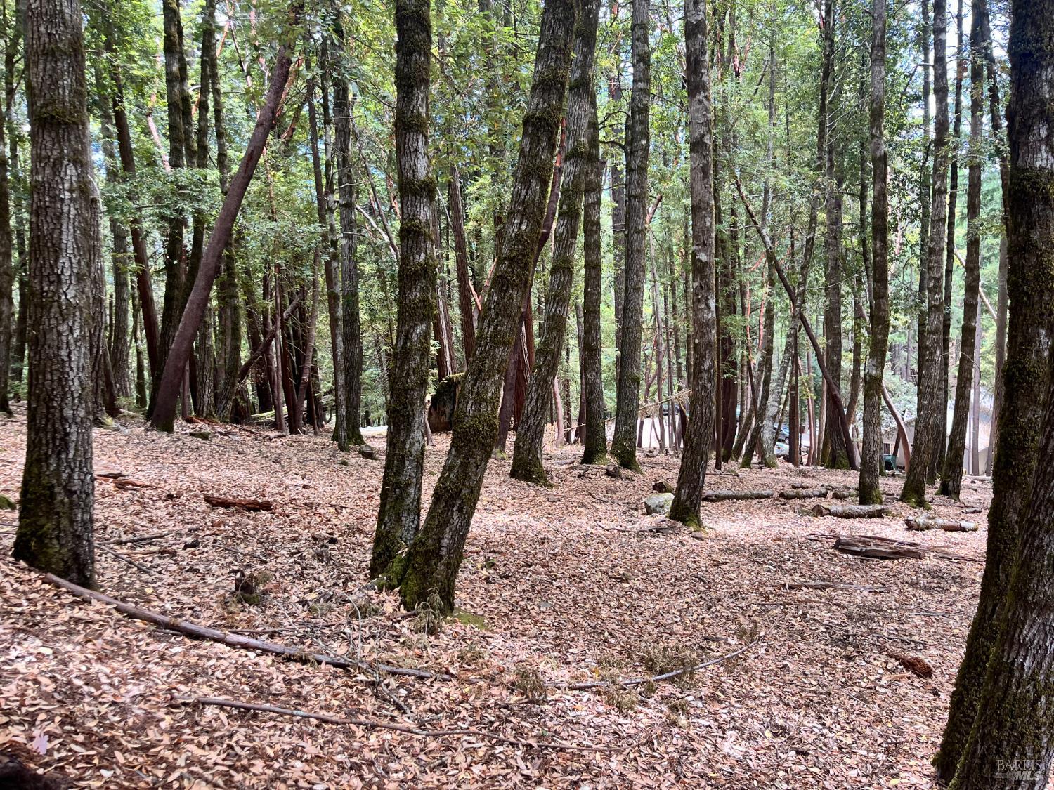 23649 Ridge Road Willits, CA 95490 - Photo 4 of 6 a backyard of a house with lots of trees