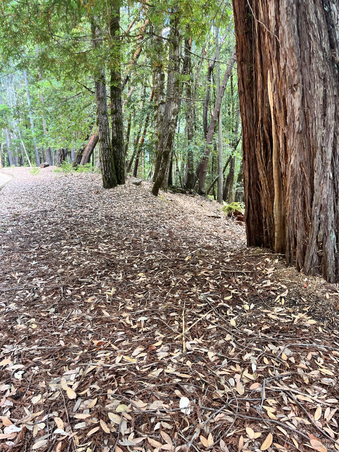 23649 Ridge Road Willits, CA 95490 - Photo 5 of 6 a view of a yard with plants and trees