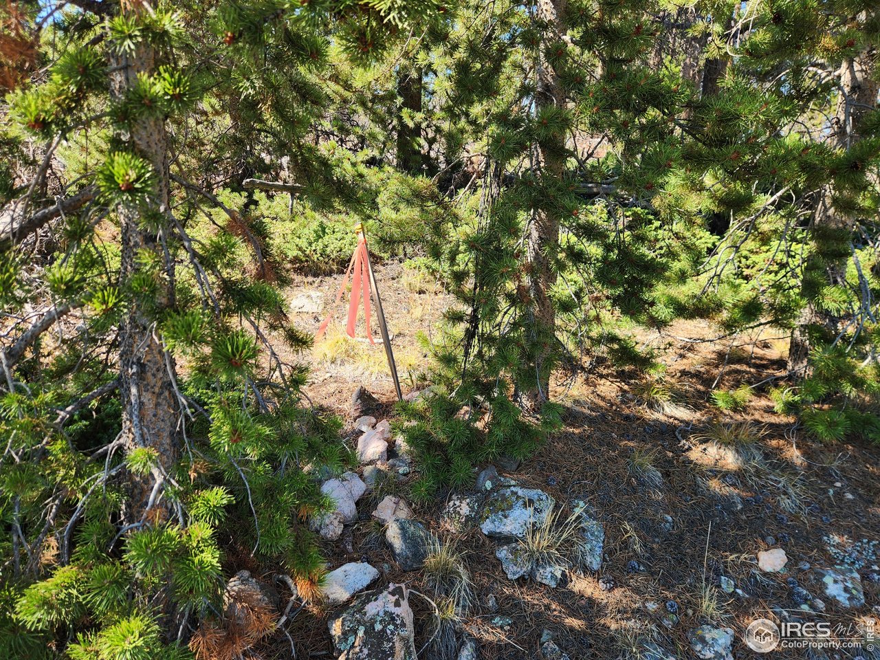 13729 Pingree Park Road Bellvue, CO 80512 - Photo 11 of 29 a backyard of a house
