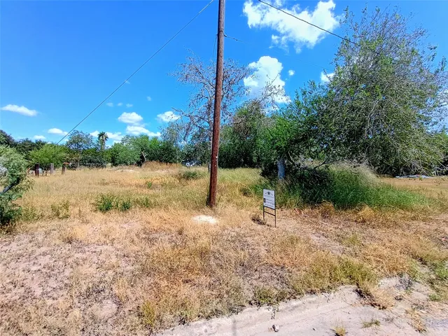 a view of a yard with plants and large trees