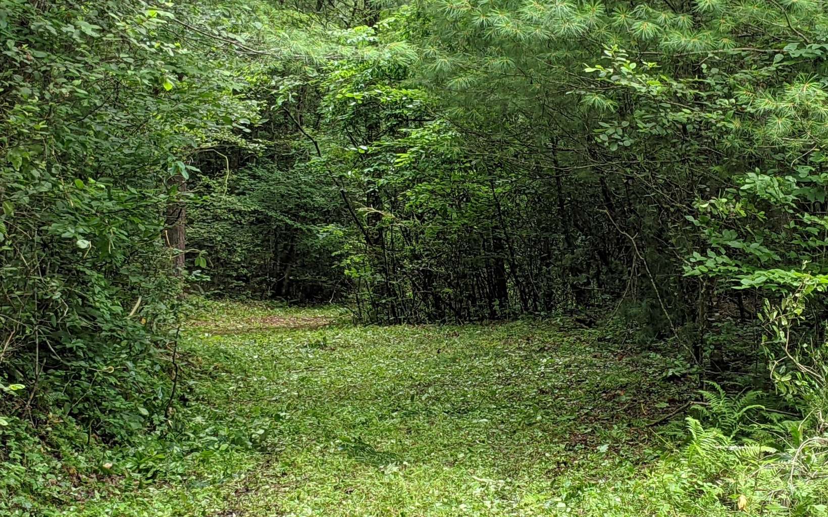 5.96 Cliff Raper Road Murphy, NC 28906 - Photo 1 of 4 a view of outdoor space and yard