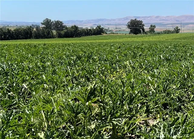 a view of a lush green space