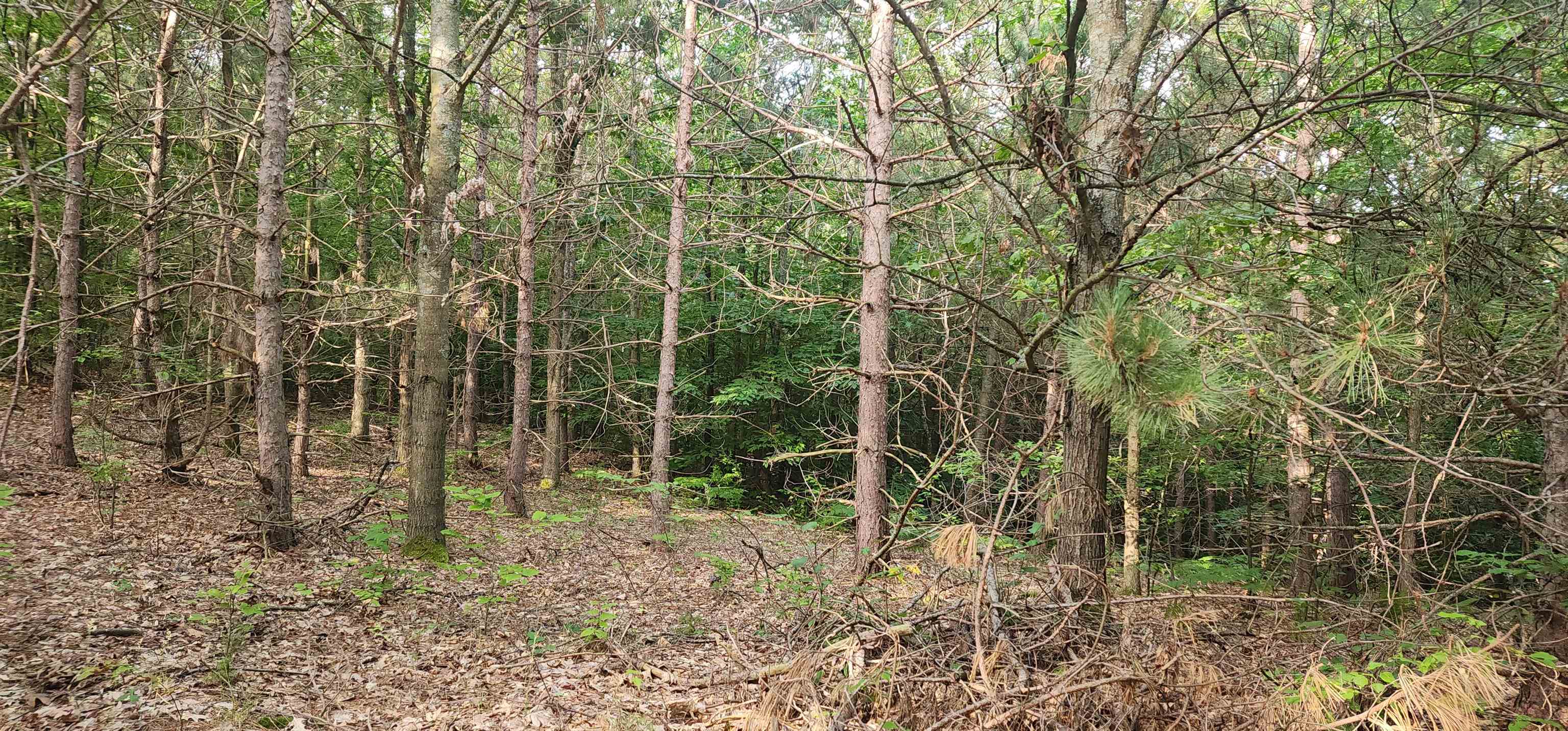 0 West Phelps Road Manton, MI 49663 - Photo 5 of 12