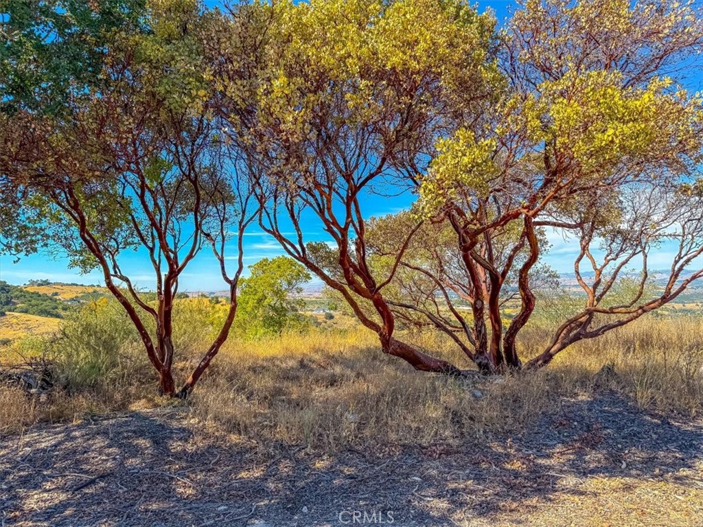 1475 Fern Canyon Road Paso Robles, CA 93446 - Photo 25 of 31 a view of a yard with plants and trees