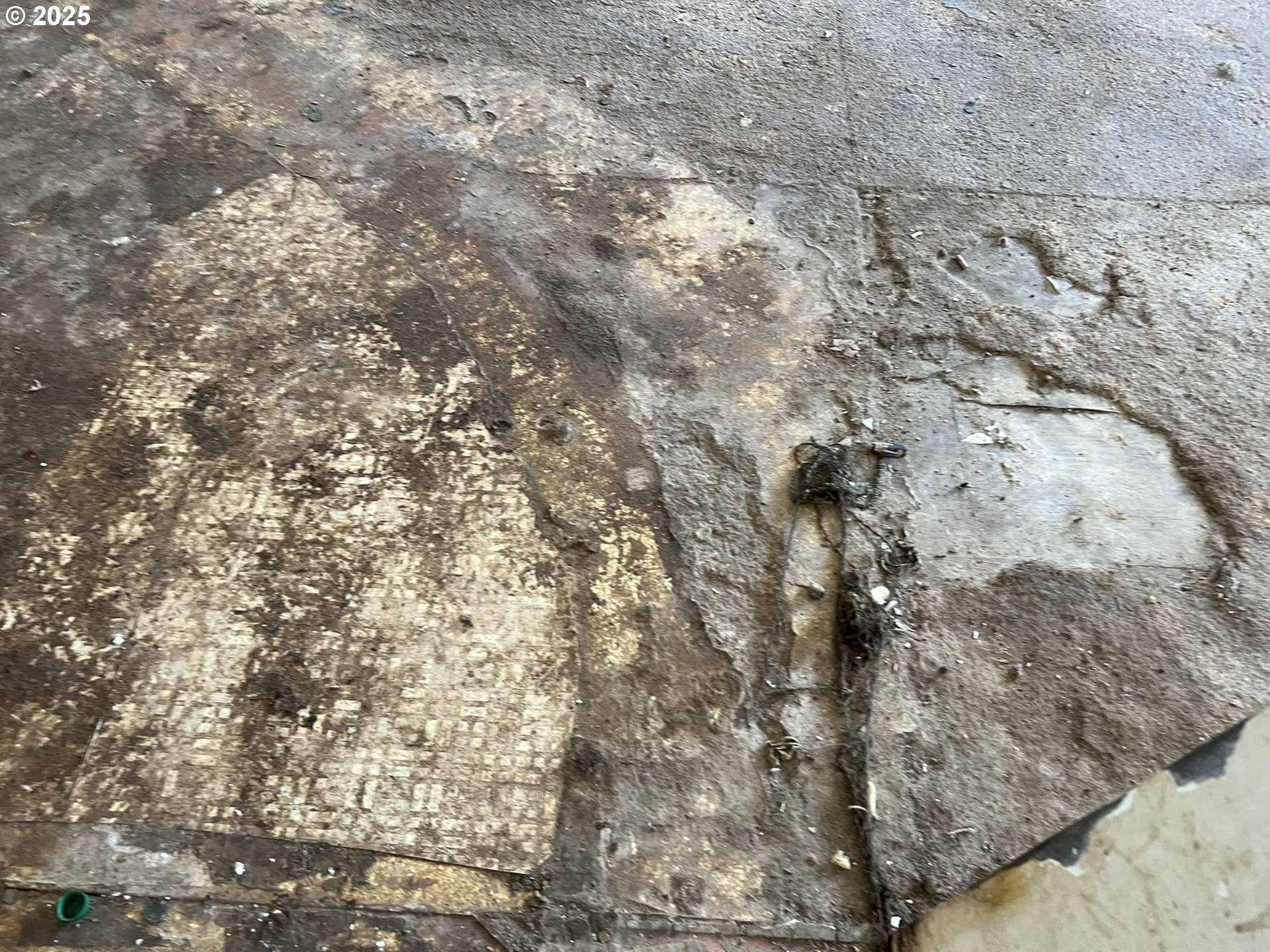 1032 Marina Heights Road Brookings, OR 97415 - Photo 31 of 43 a picture of a tree