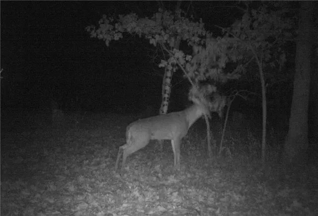 $599,000 | 828 Southeast 601st Road, Leeton, MO 64761