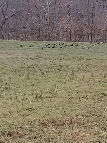 $599,000 | 828 Southeast 601st Road, Leeton, MO 64761