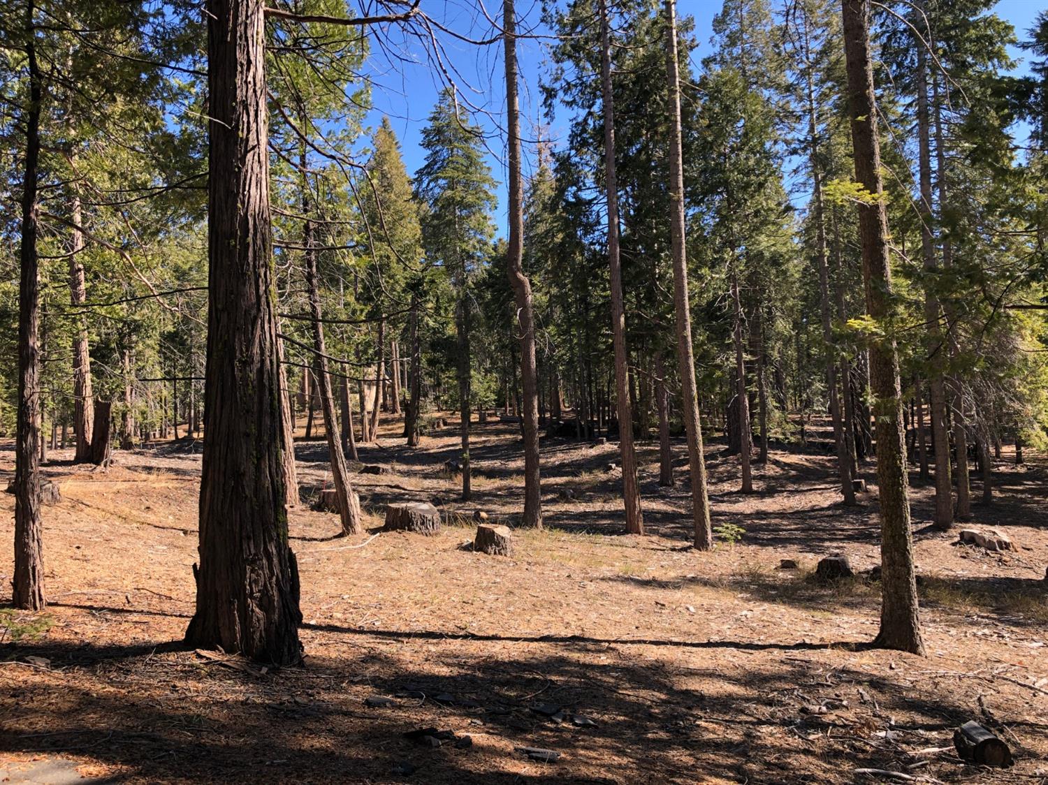 38756 Ridge Road Shaver Lake, CA 93664 - Photo 2 of 5
