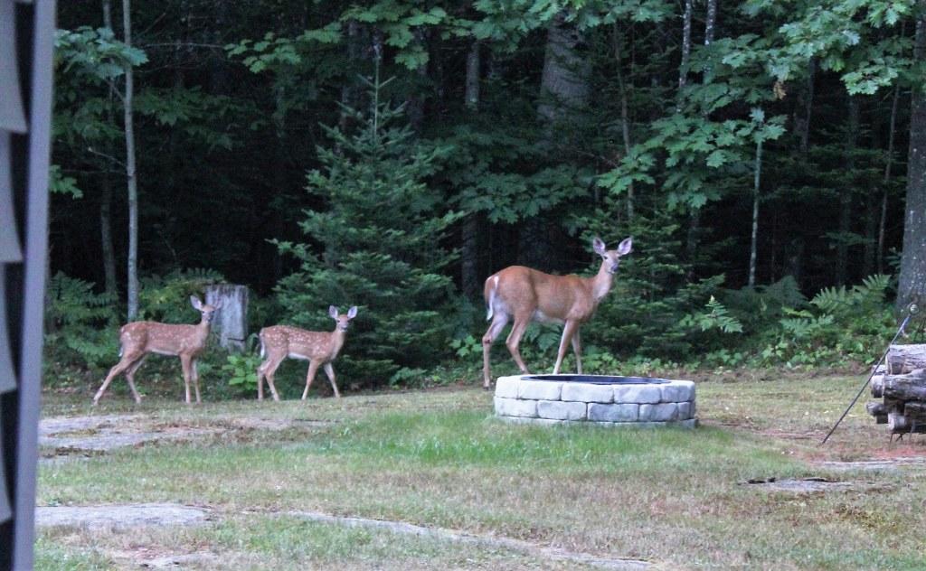 77 South Hatch Hill Road Greene, ME 04236 - Photo 23 of 30 Deer