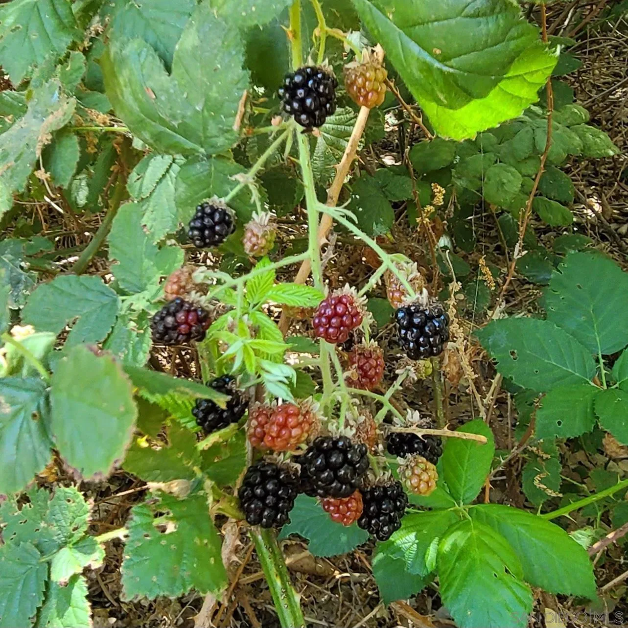 4470 Pine Ridge Avenue Julian, CA 92036 - Photo 30 of 36