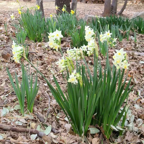 a view of a yard with large trees