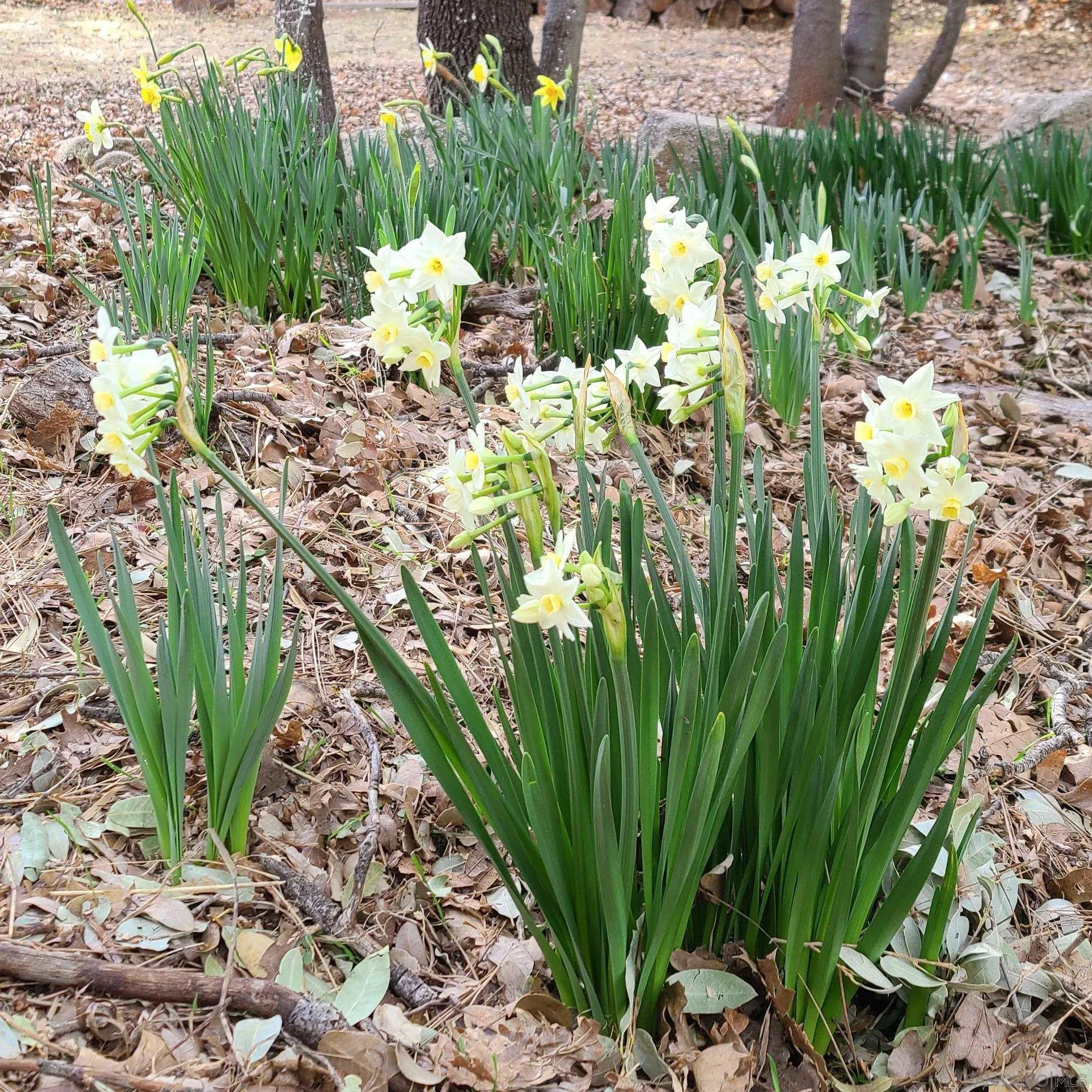 4470 Pine Ridge Avenue Julian, CA 92036 - Photo 31 of 36